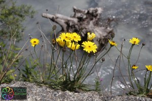 hieracium staticifolium (1).jpg